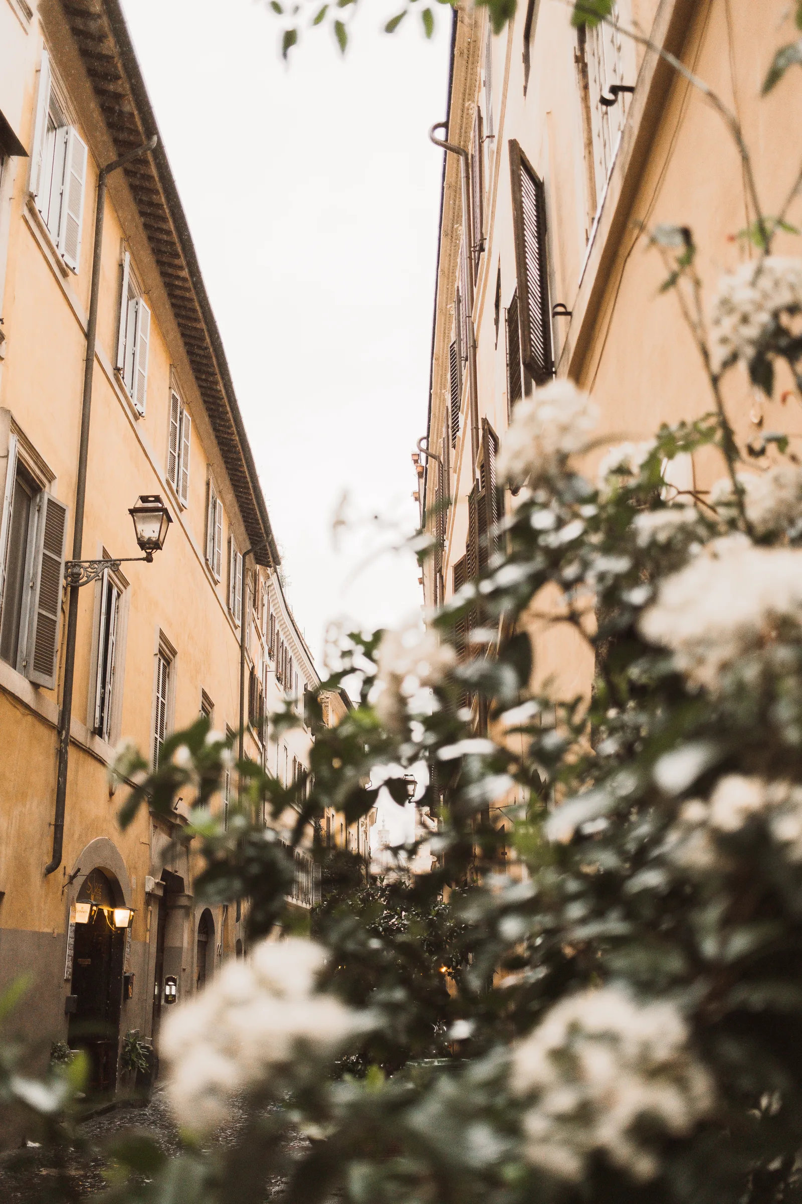 Rua de prédios em tons de ocre com flores brancas em primeiro plano, em Roma